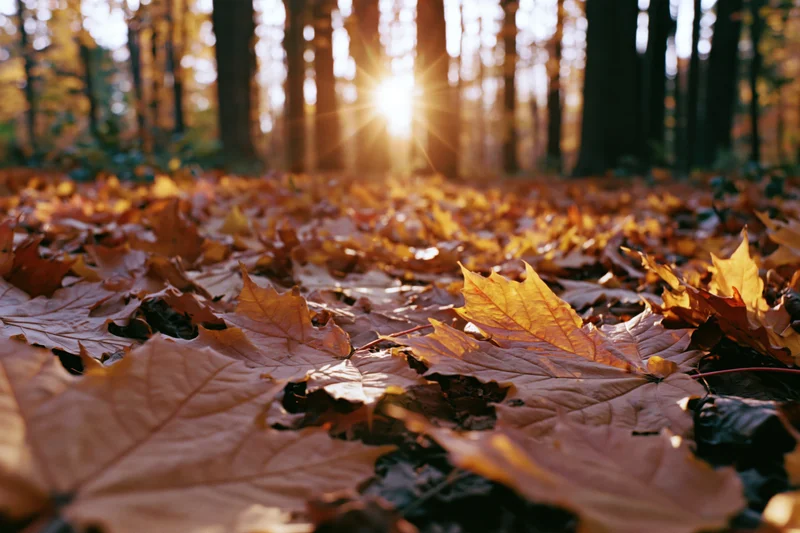 Fallen maple leaves covering forest floor with sunlight filtering through trees in autumn