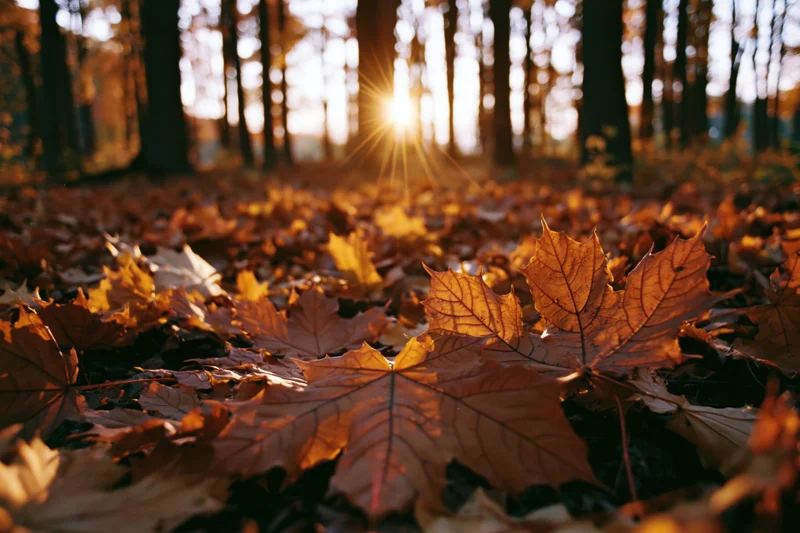 Fallen maple leaves covering forest floor with sunlight filtering through trees in autumn