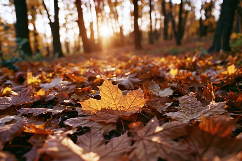 Fallen maple leaves covering forest floor in autumn sunlight