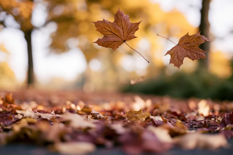 Falling maple leaves drifting over a carpet of autumn foliage on a park path
