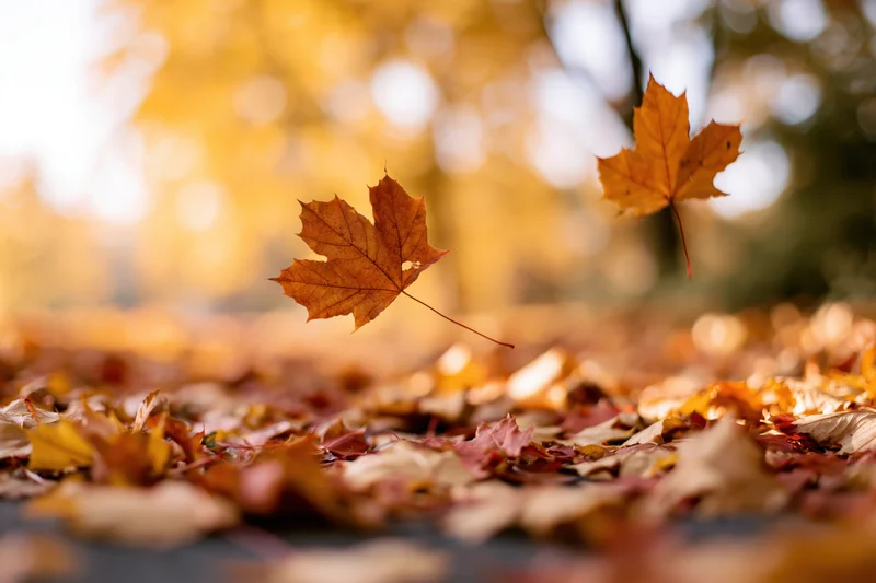 Falling maple leaves drifting over a carpet of autumn foliage on a park path
