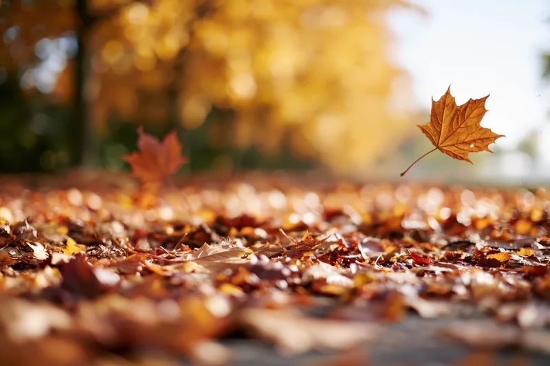 Falling maple leaf over a carpet of autumn leaves on a park path