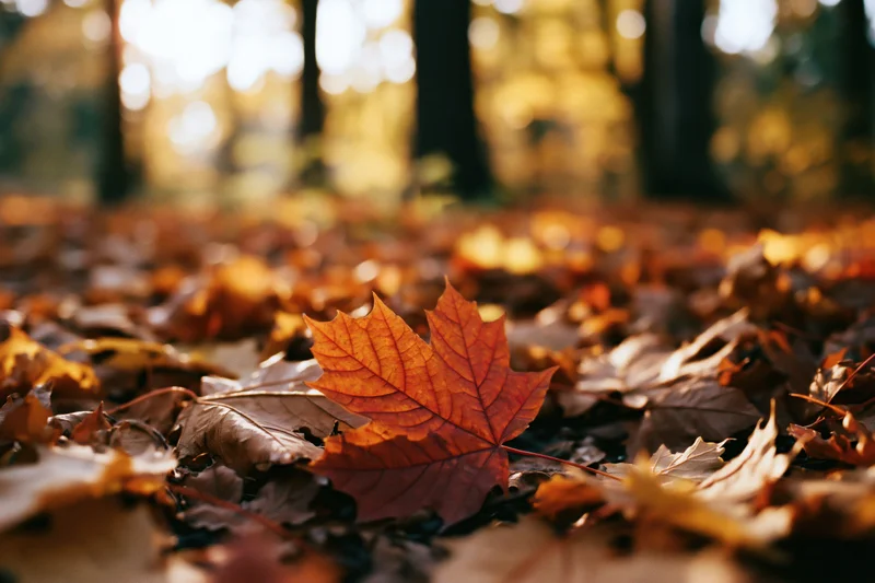 Red maple leaf resting on a carpet of fallen leaves in a forest during autumn