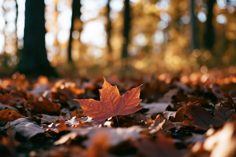 A red maple leaf resting on a bed of fallen leaves in a forest during autumn