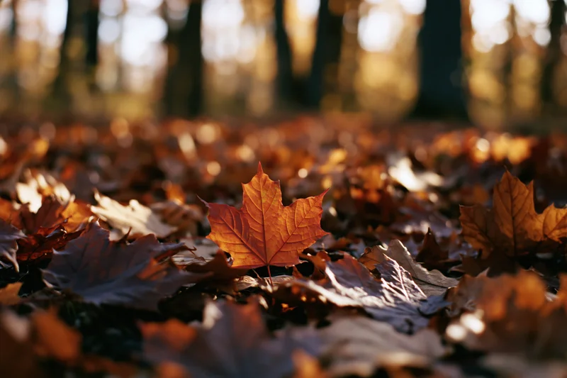 A single red maple leaf resting on a carpet of fallen leaves in a sunlit forest during autumn