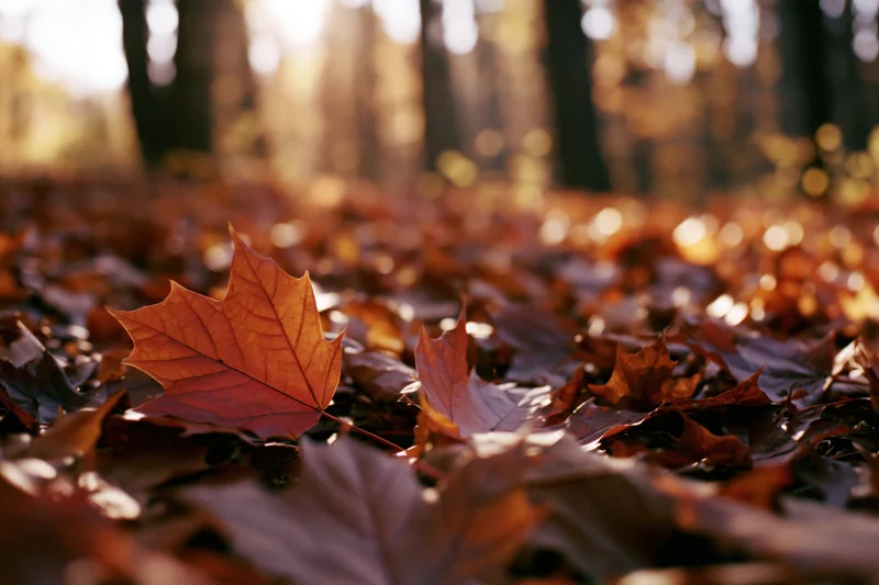 Fallen maple leaves covering forest floor in autumn sunlight