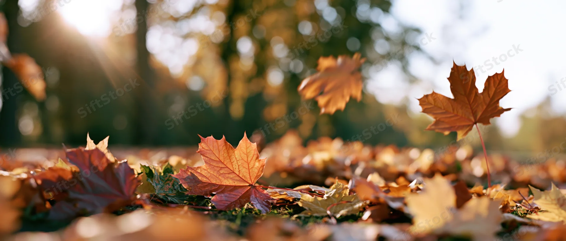 Fallen maple leaves scattered across park ground in autumn sunlight