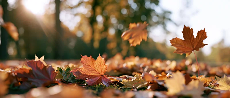 Fallen maple leaves scattered across park ground in autumn sunlight