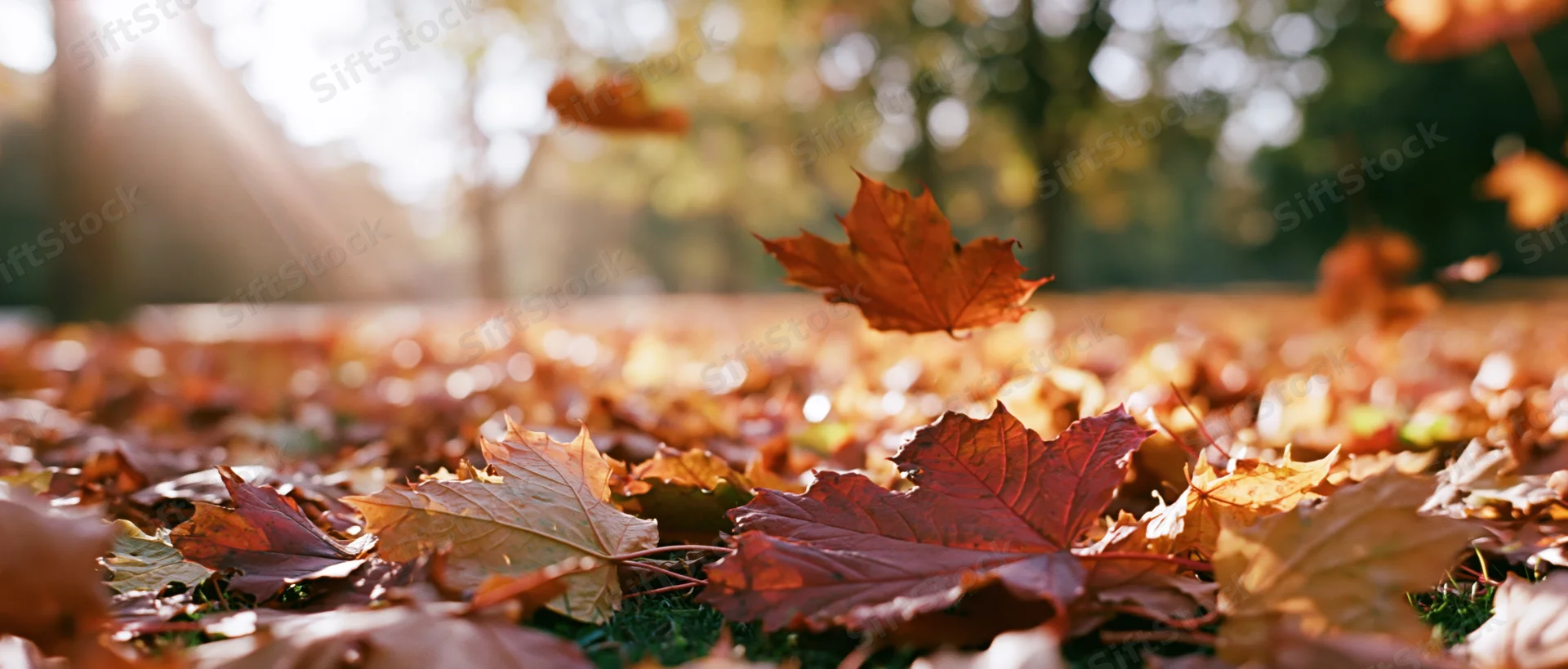 Fallen maple leaves covering park ground with sunlight filtering through trees