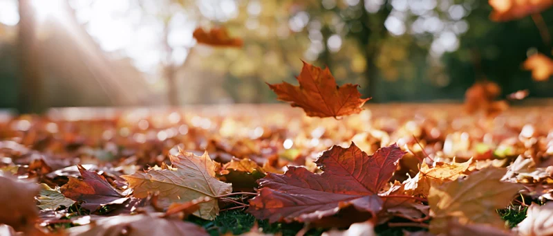 Fallen maple leaves covering park ground with sunlight filtering through trees