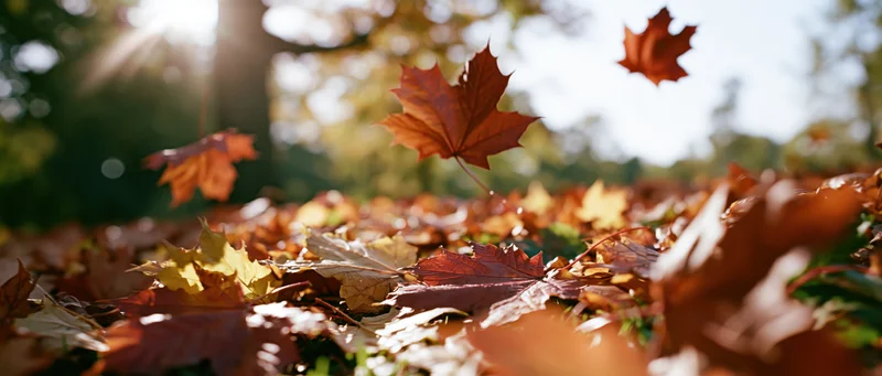 Fallen maple leaves covering park ground with sunlight filtering through trees