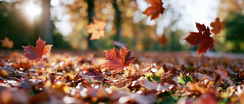 Fallen maple leaves covering park ground with sunlight filtering through trees