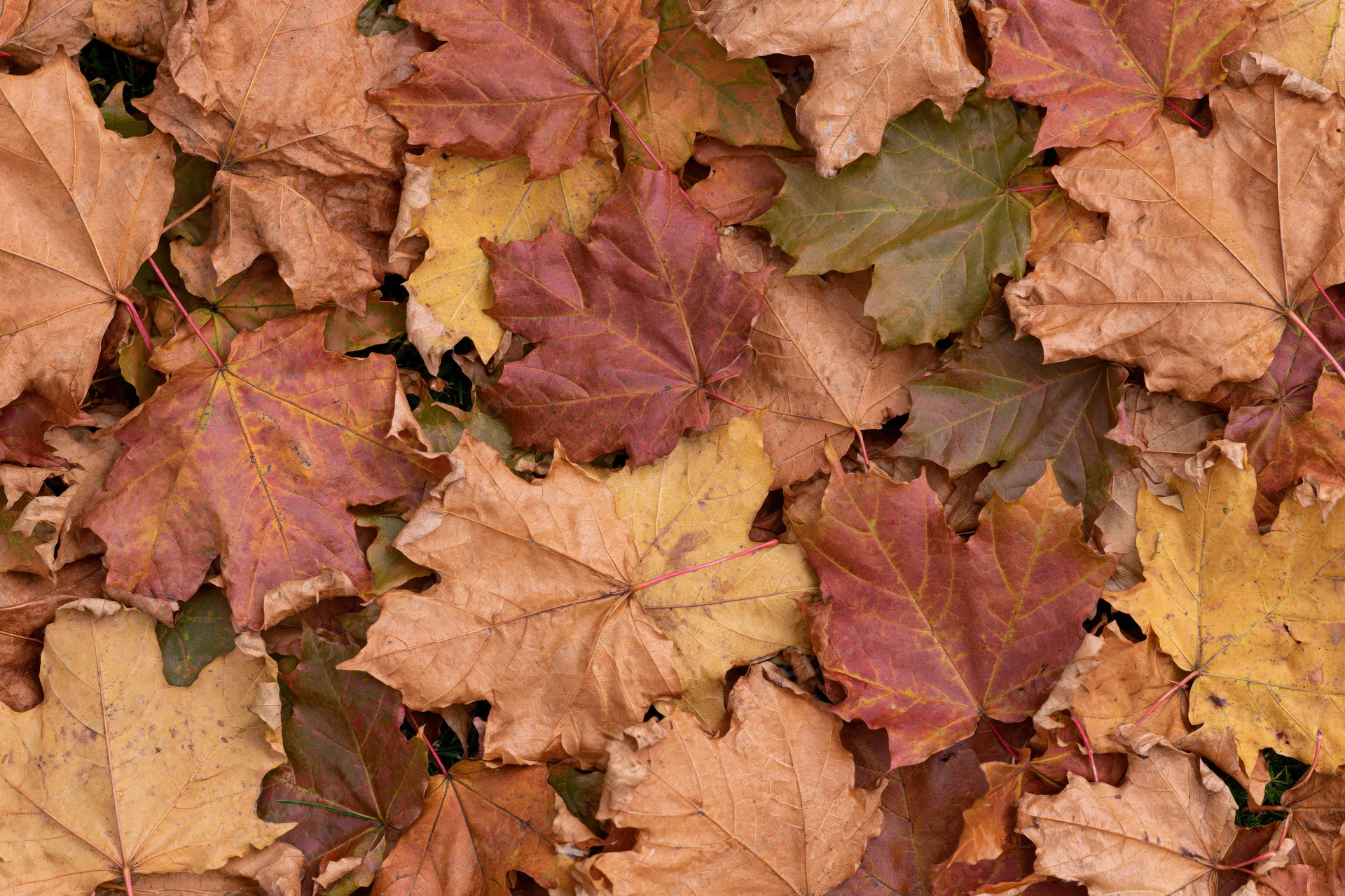 Fallen maple leaves covering the ground in a flat lay overhead view