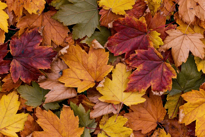 Fallen maple leaves covering the ground in a flat lay arrangement