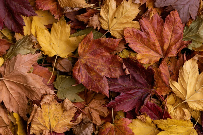 Fallen maple leaves covering the ground in a flat lay overhead view