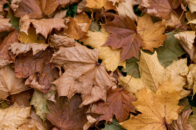 Fallen maple leaves covering the ground in a flat lay overhead view