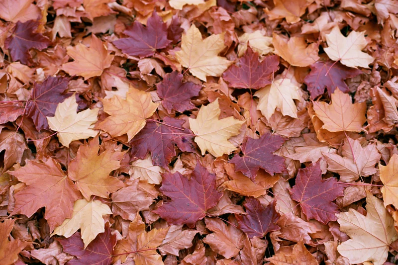 Fallen maple leaves covering the ground in autumn colors