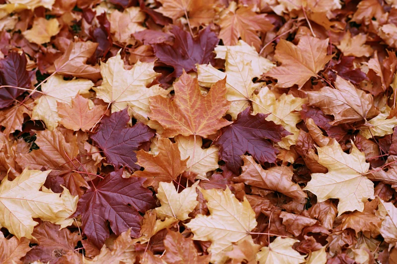 Fallen maple leaves covering the ground in autumn colors