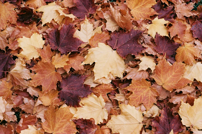 Fallen maple leaves covering the ground in autumn colors