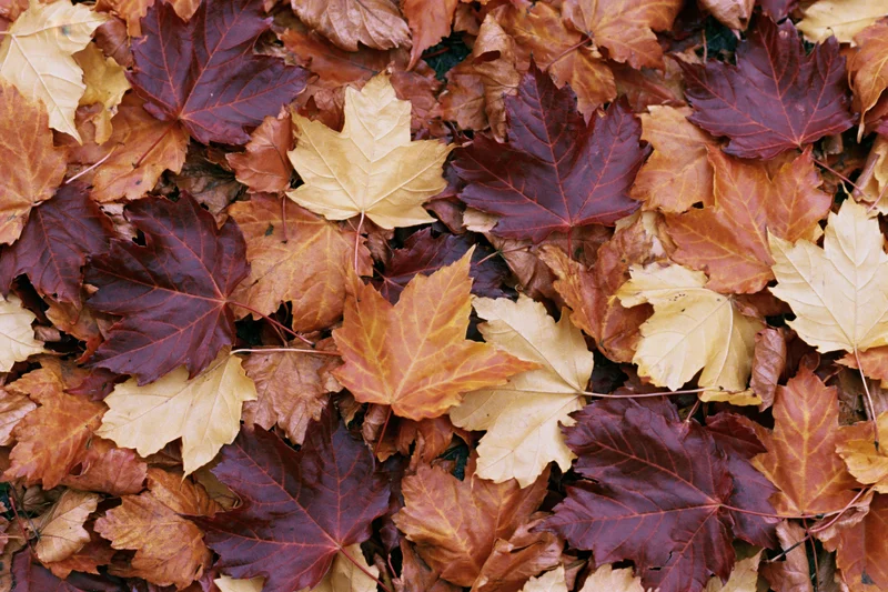 Fallen maple leaves covering the ground in autumn colors