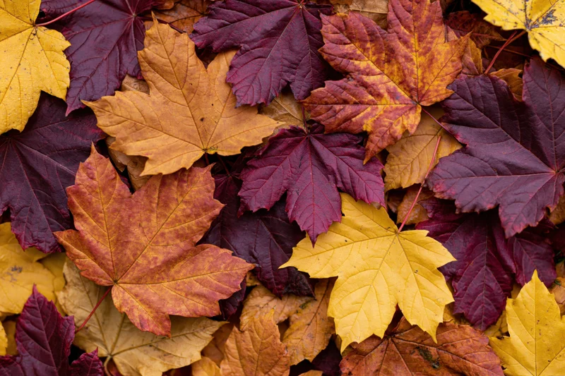 Fallen maple leaves covering the ground in autumn colors