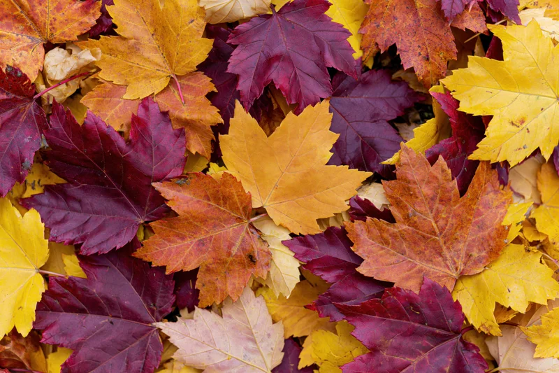 Fallen maple leaves covering the ground in autumn colors