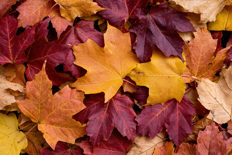 Fallen maple leaves covering the ground in autumn colors