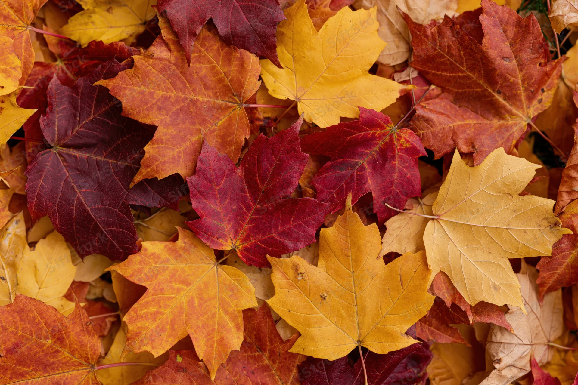Fallen maple leaves covering the ground in autumn colors
