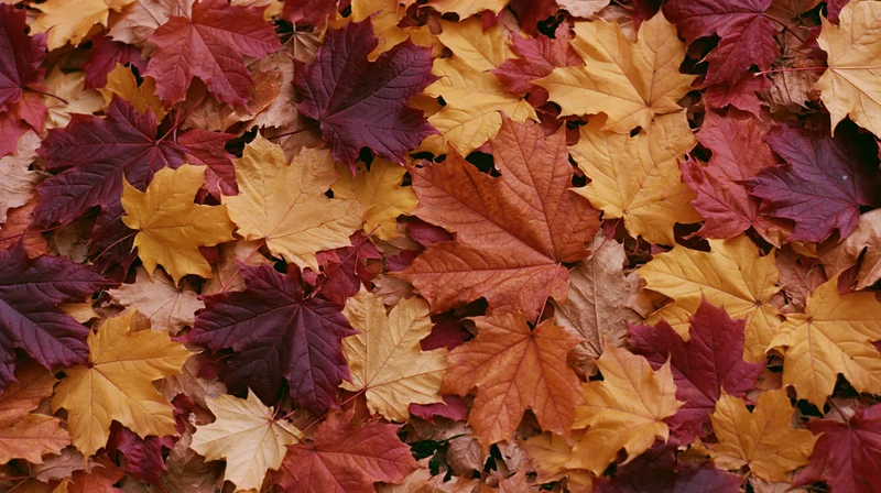 Dense layer of fallen maple leaves covering the ground in autumn colors
