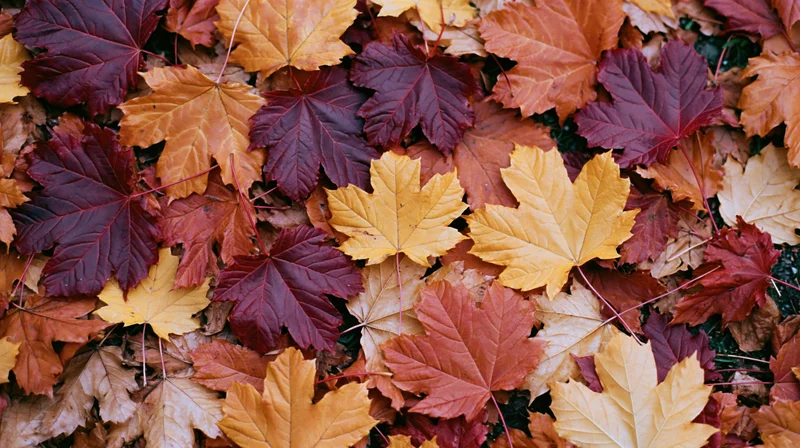 Fallen maple leaves densely covering the ground in autumn colors