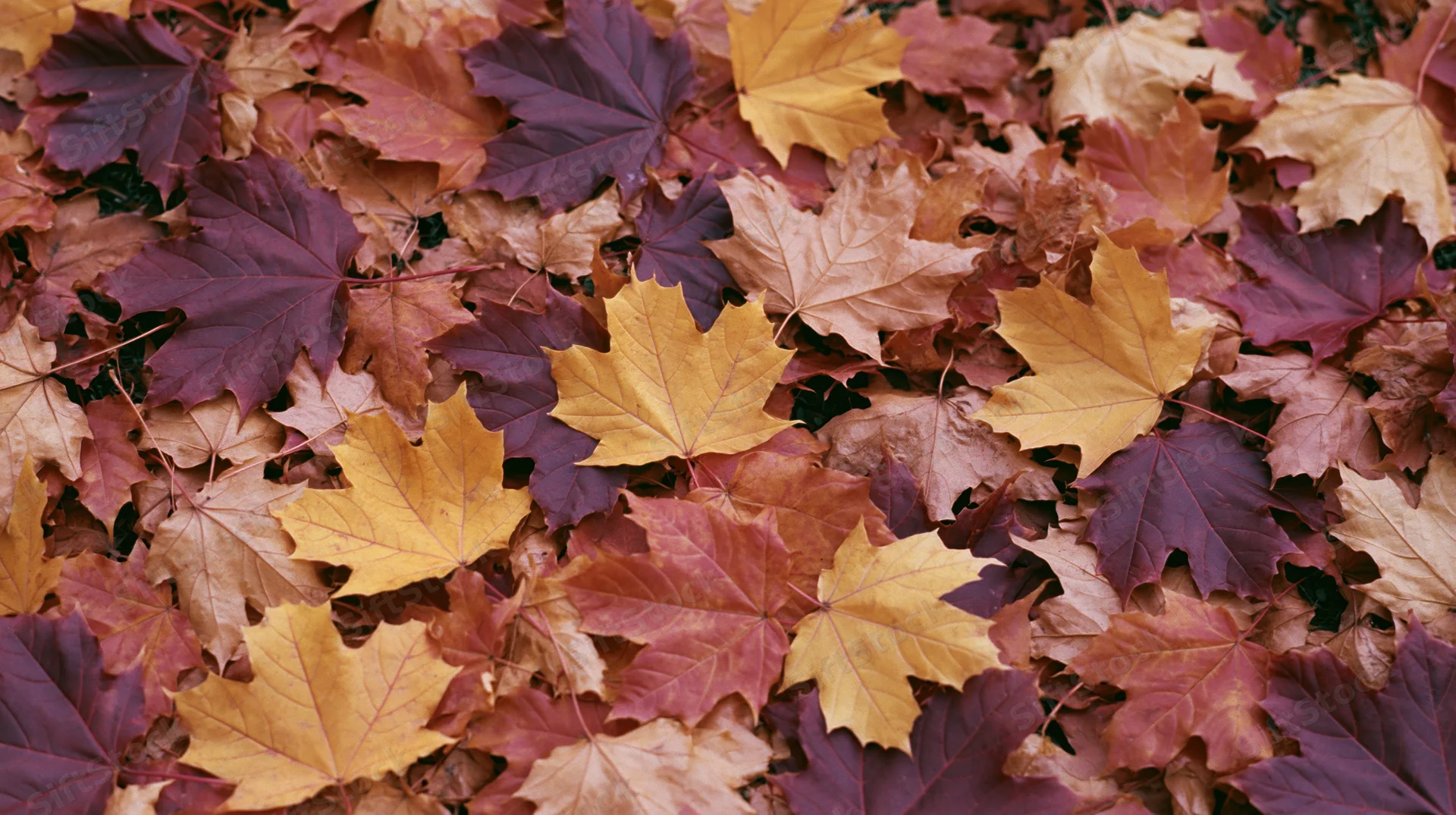Fallen maple leaves covering the ground in a dense overlapping layer