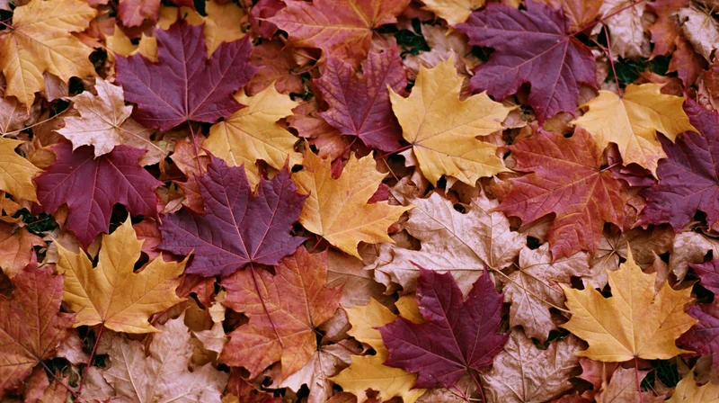 Fallen maple leaves covering the ground in dense overlapping layers