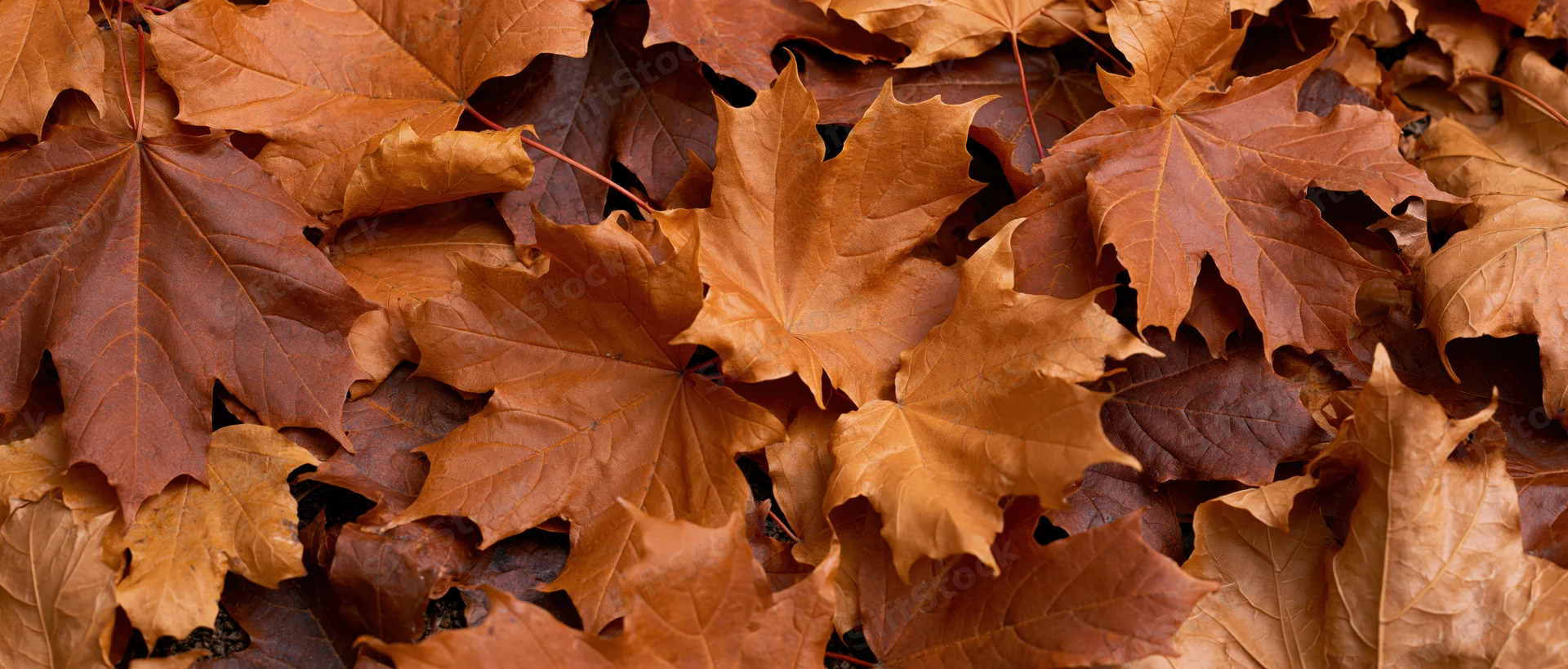Fallen maple leaves densely covering the ground in autumn