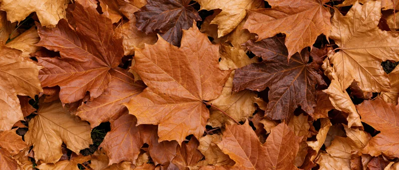 Fallen maple leaves densely covering the ground in autumn