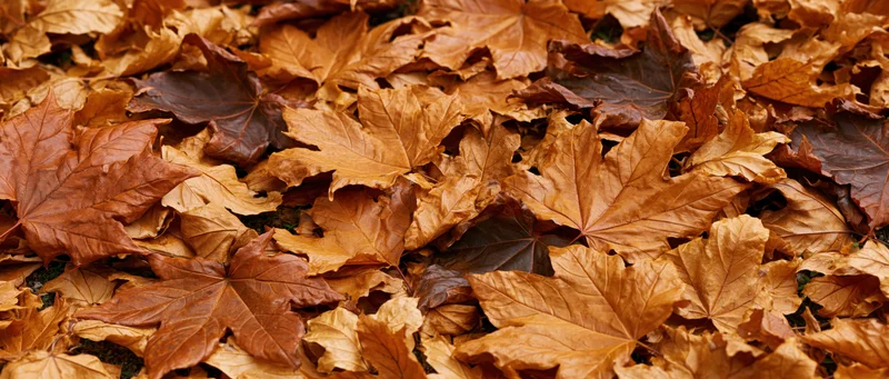 Fallen maple leaves densely covering the ground in autumn