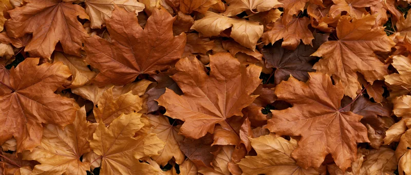 Fallen maple leaves densely covering the ground in autumn