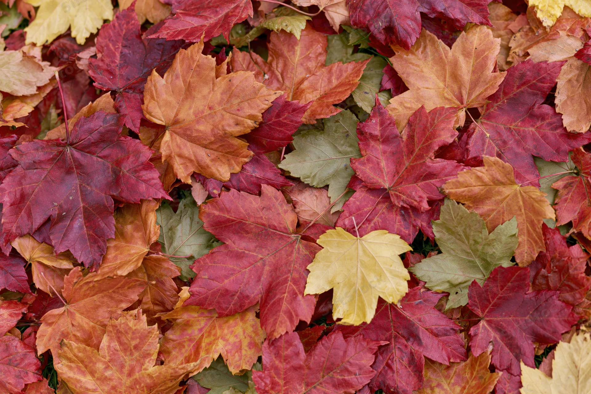 Fallen maple leaves densely covering the ground in autumn