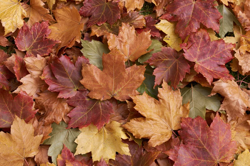 Fallen maple leaves densely covering the ground in autumn