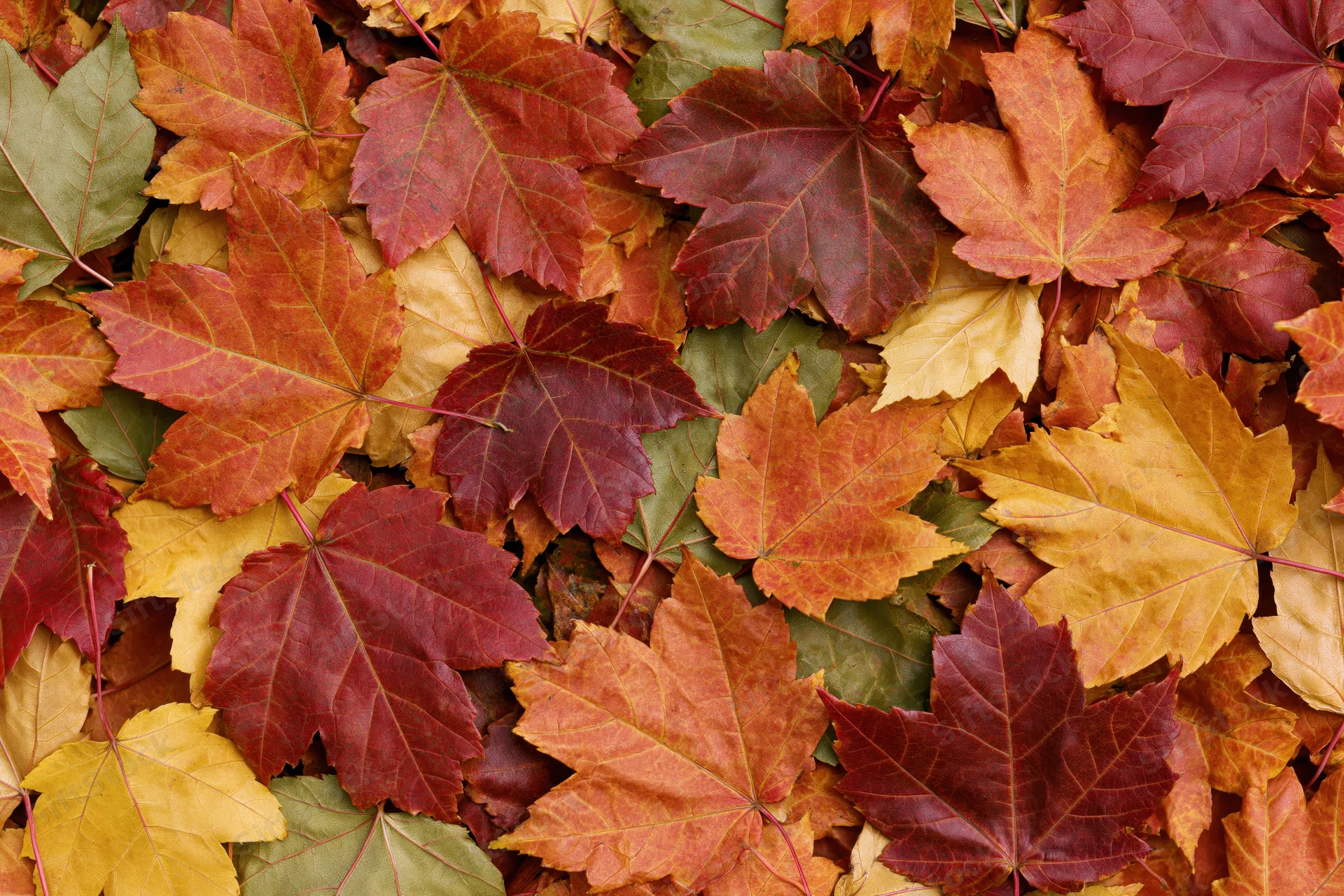 Fallen maple leaves densely covering the ground in autumn