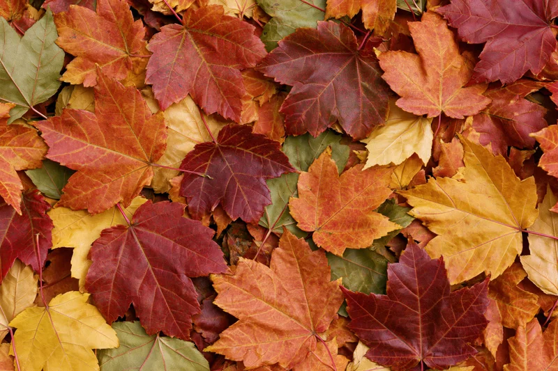 Fallen maple leaves densely covering the ground in autumn