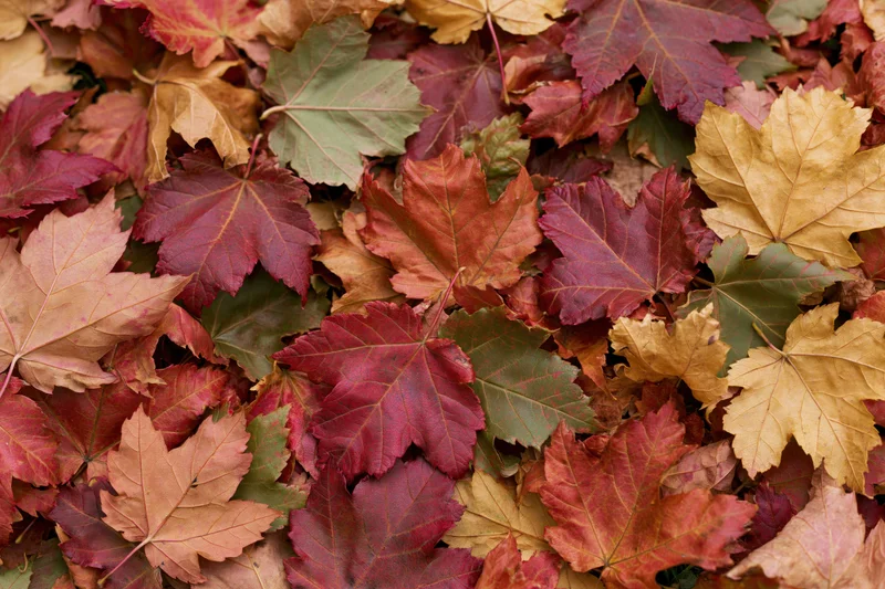 Fallen maple leaves densely covering the ground in autumn colors
