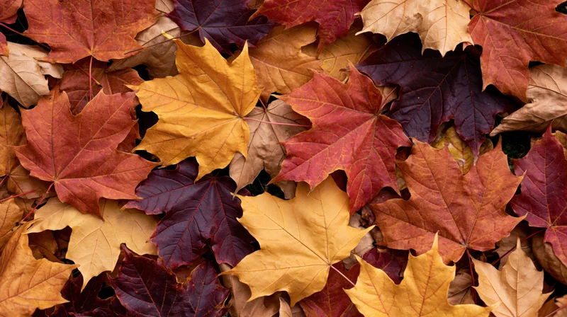 Dense layer of fallen maple leaves in autumn colors covering the ground