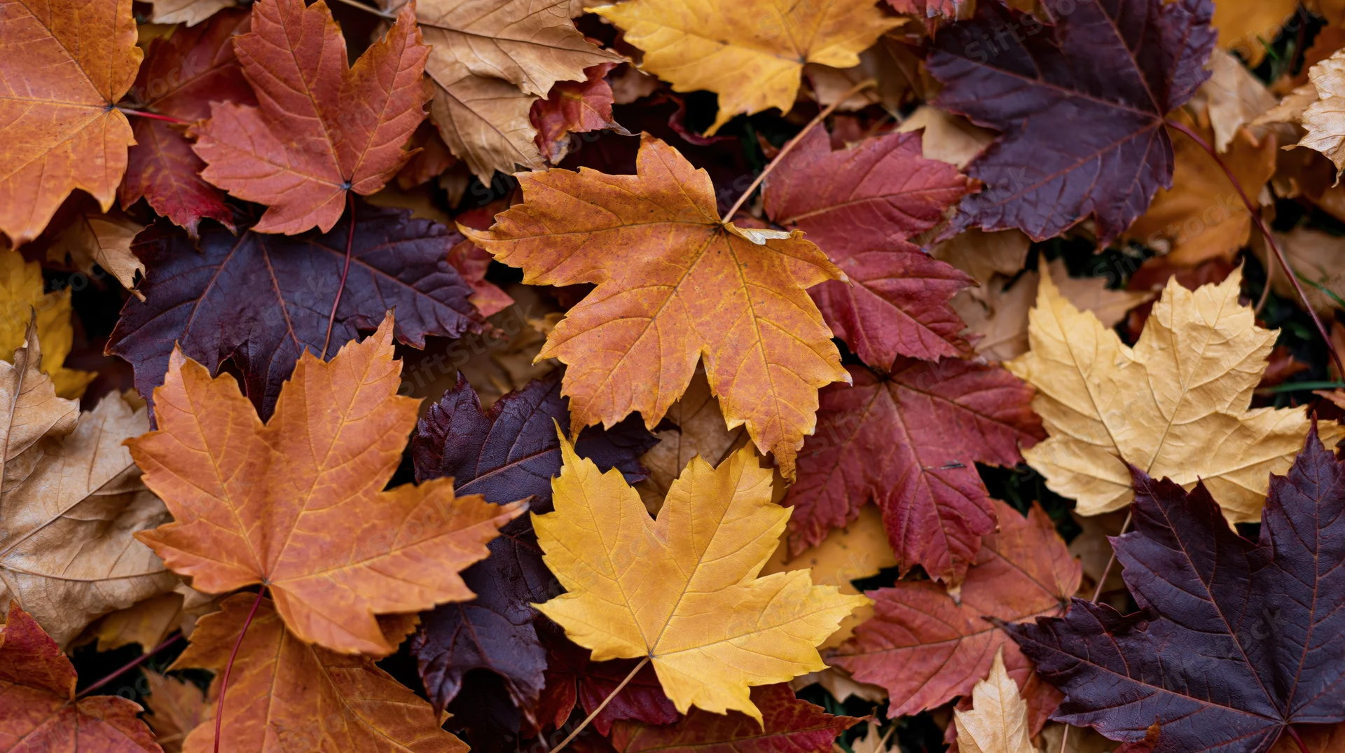Fallen maple leaves densely layered across the ground in autumn colors
