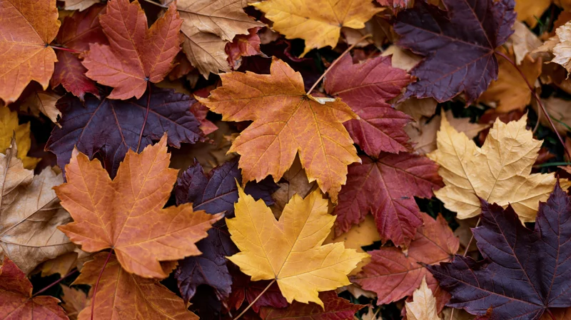 Fallen maple leaves densely layered across the ground in autumn colors