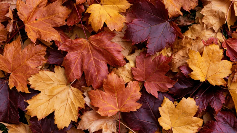 Fallen maple leaves densely layered across the ground in autumn