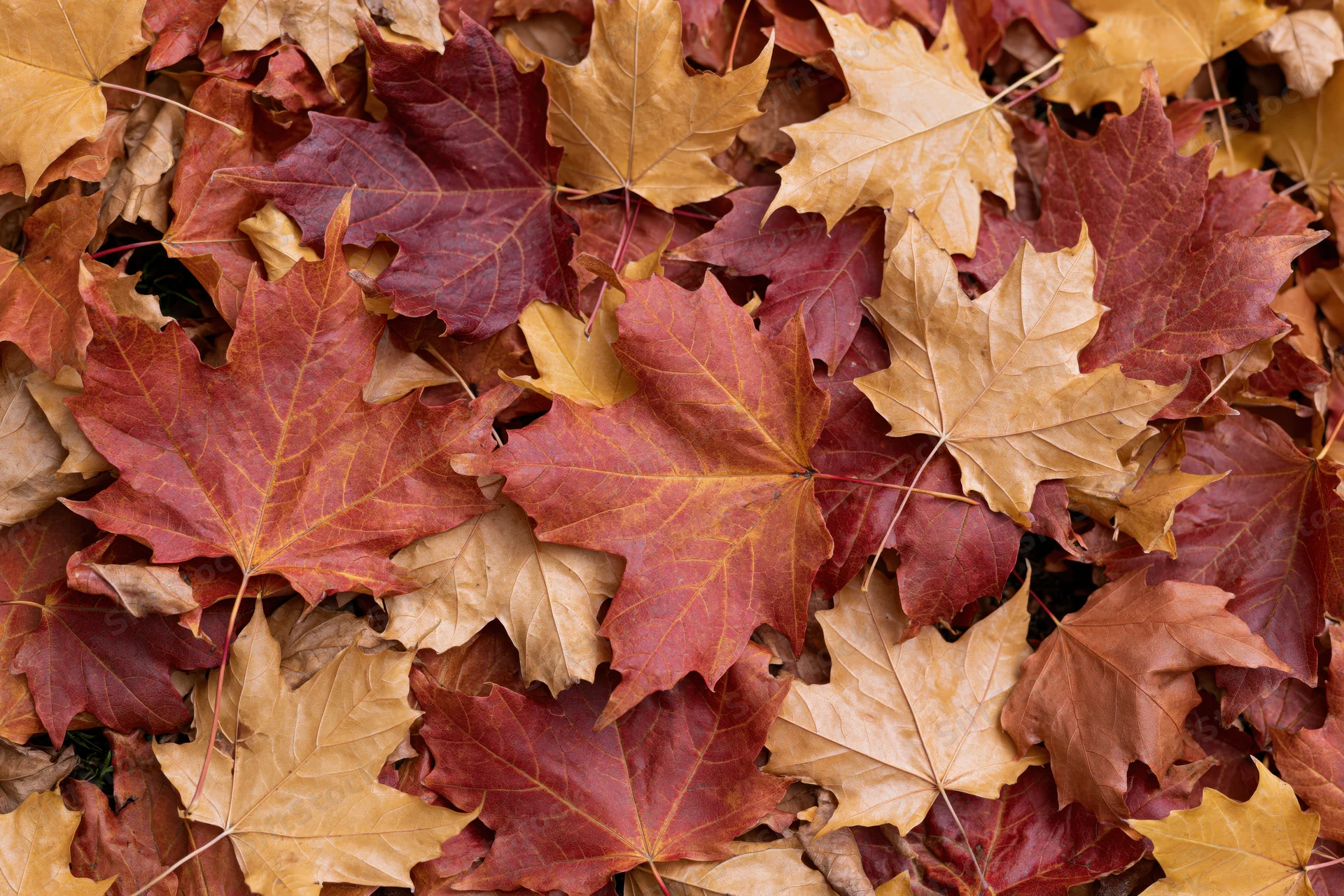 Fallen maple leaves densely layered across the ground filling the frame