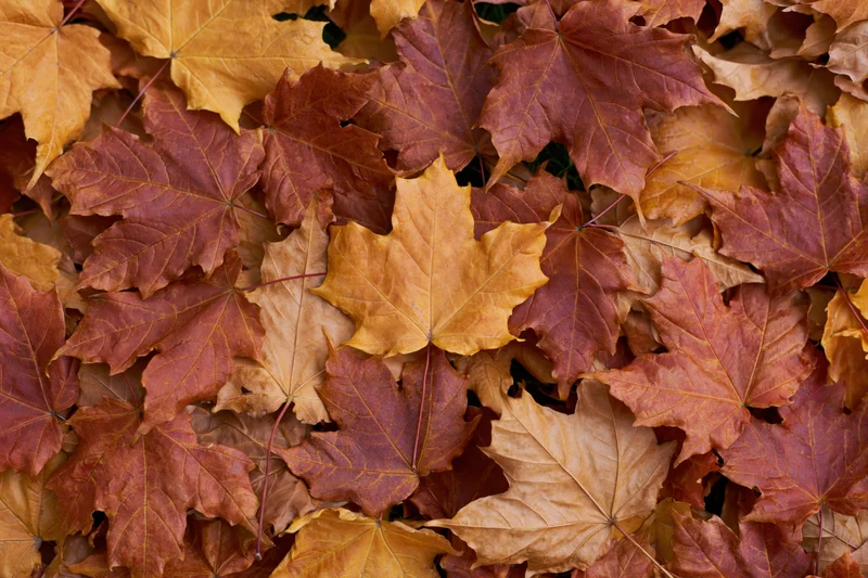 Dense layer of fallen maple leaves covering the ground in autumn