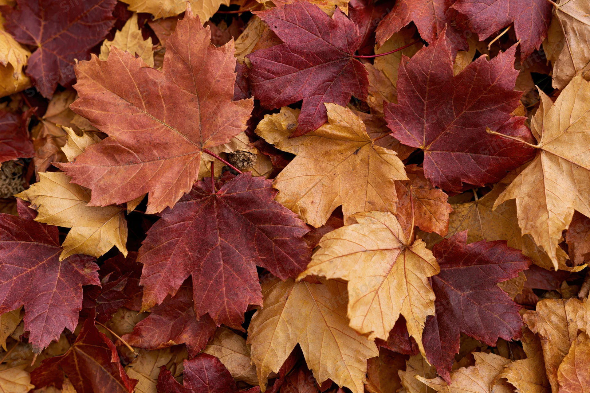 Fallen maple leaves densely layered across the ground filling the frame with autumn colors
