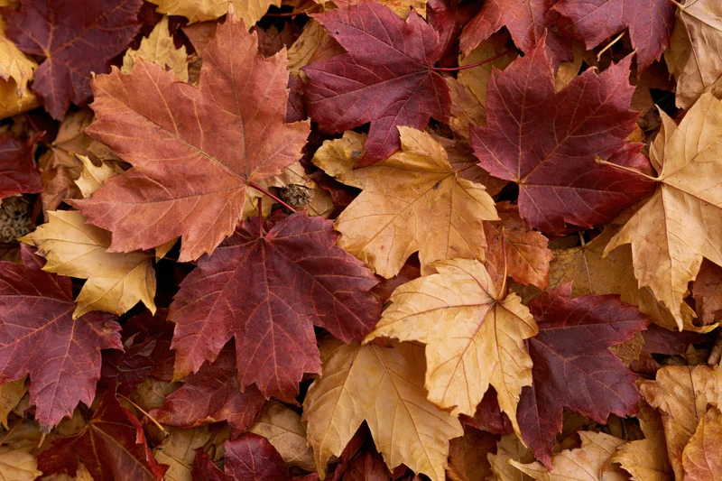 Fallen maple leaves densely layered across the ground filling the frame with autumn colors