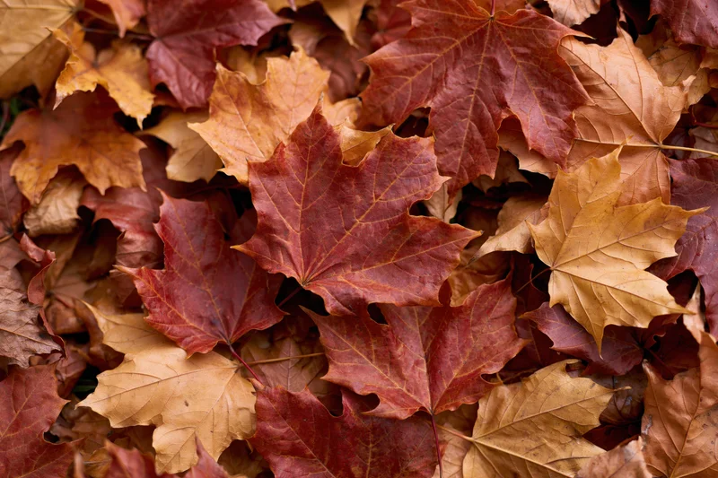 Fallen maple leaves densely layered across the ground in autumn